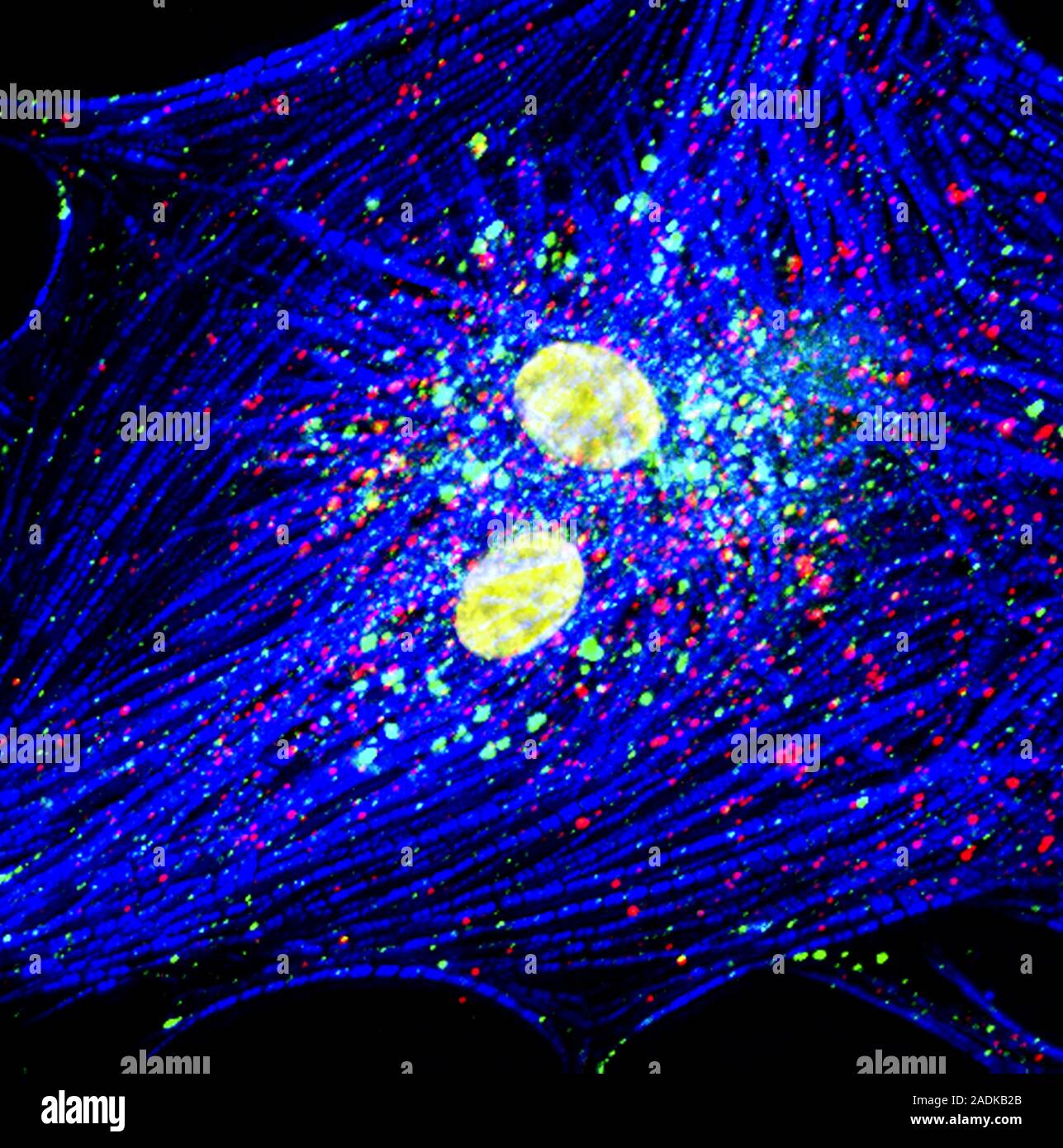 Cardiac cell differentiation, fluorescence deconvolution micrograph ...