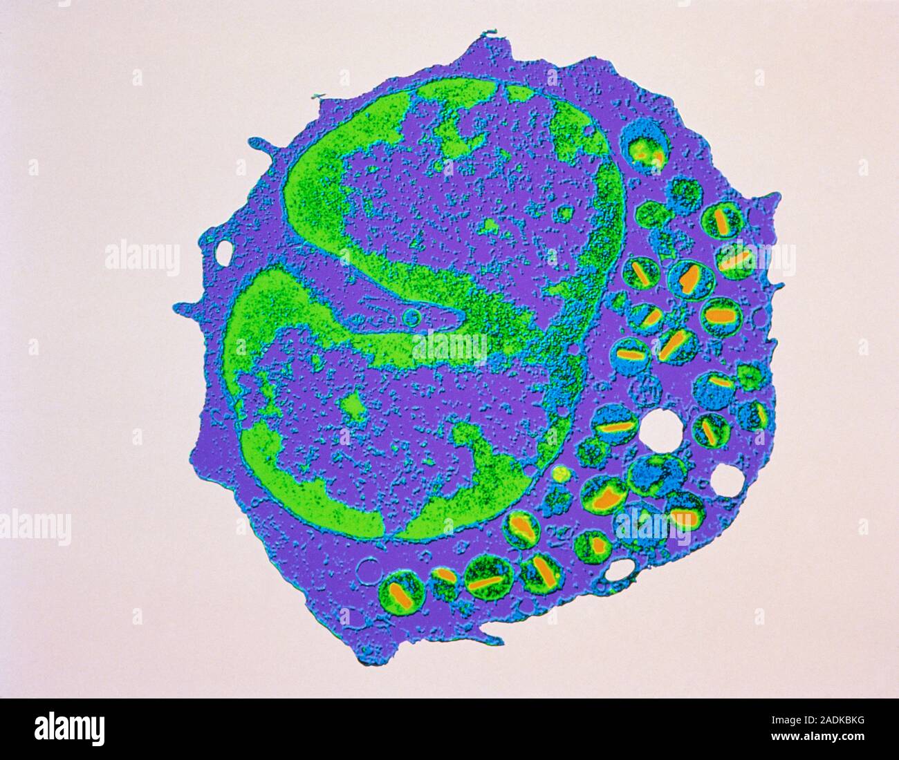 False colour transmission electron micrograph of a section through an ...