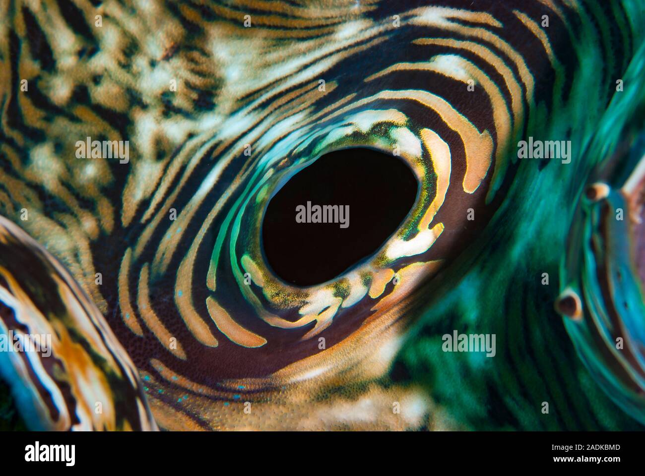 Tridacna clam siphon hires stock photography and images Alamy