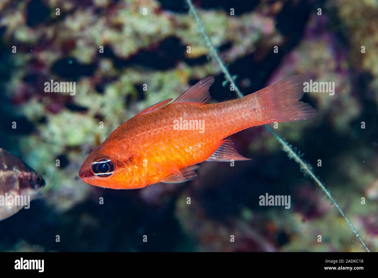 Mediterranean Cardinalfish Apogon imberbis Stock Photo