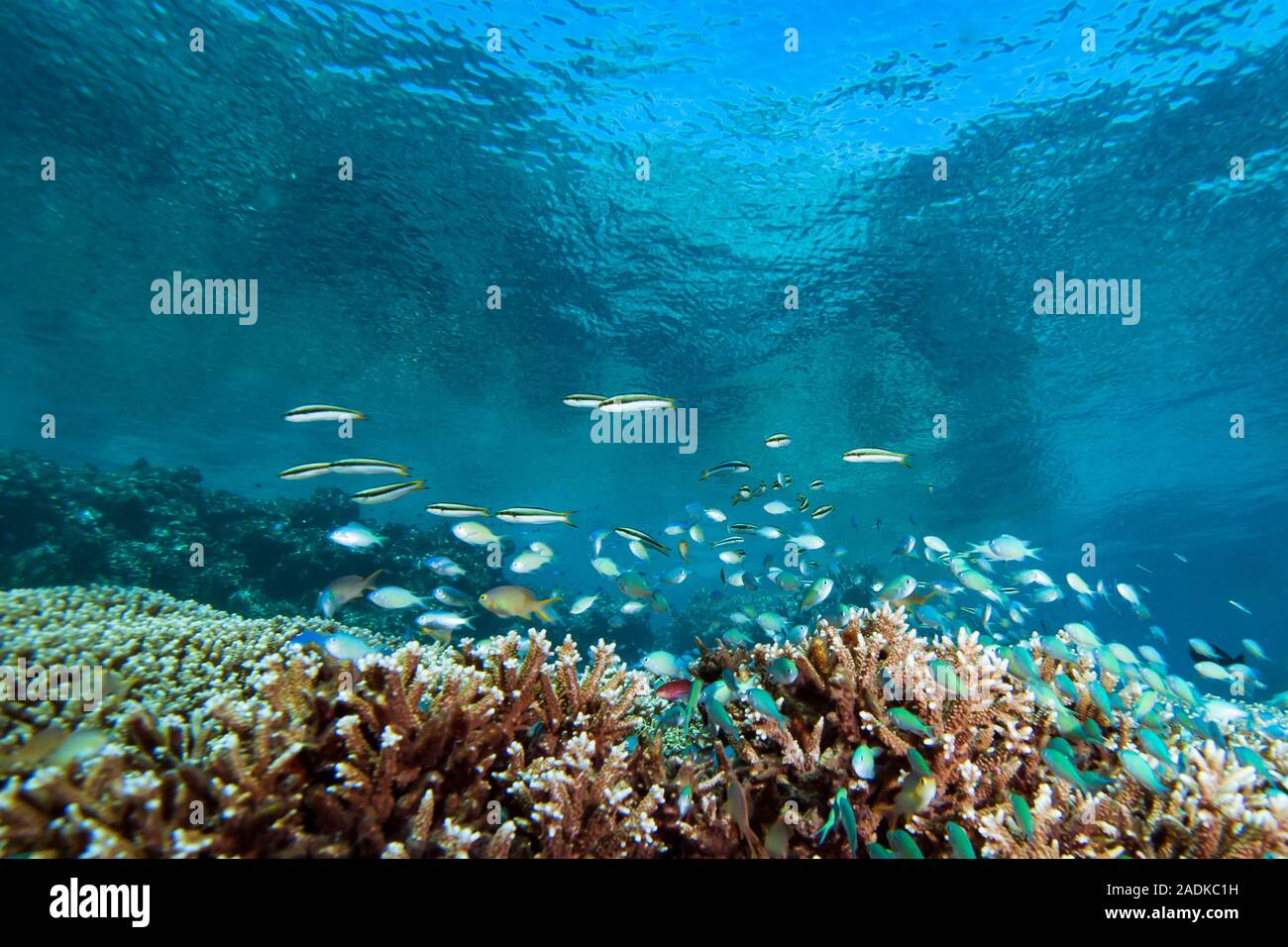 Tropical Coral Reef Underwater Landscape Stock Photo