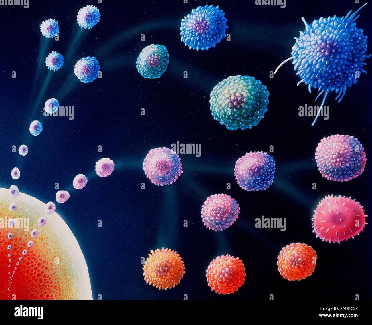 Artwork featuring different types of white blood cells that comprise ...