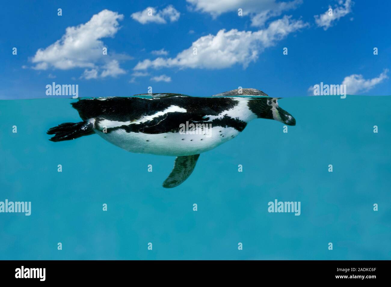 Humboldt penguin (Spheniscus humboldti) swimming underwater in sea / Pacific Ocean, native to coastal Chile and Peru Stock Photo