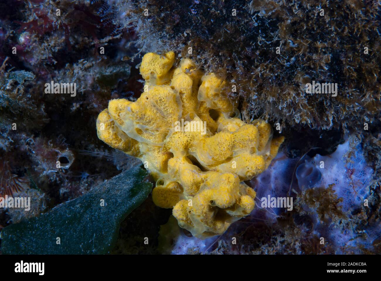 Underwater Photography Images Stock Photo