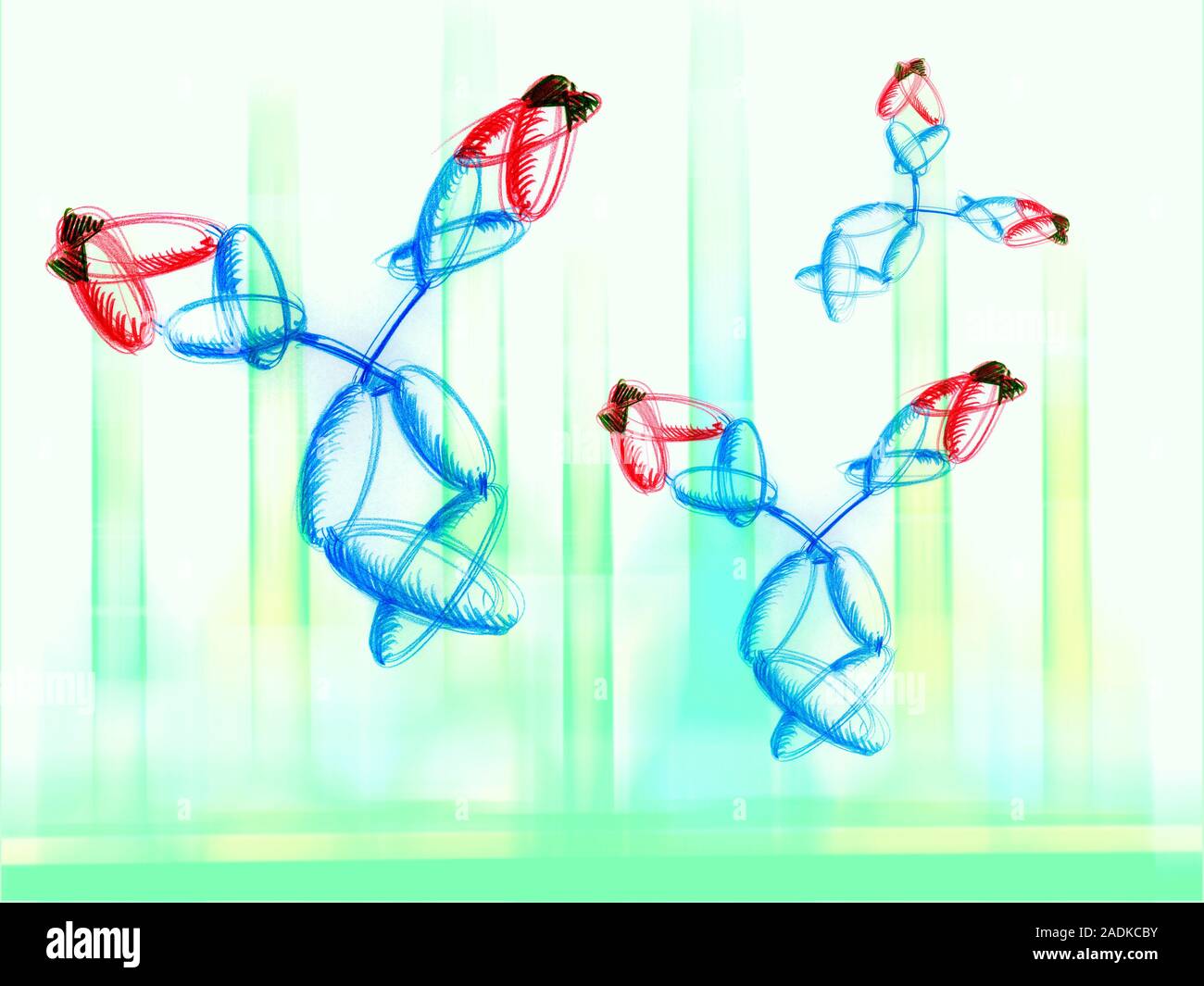 Sketch of 3 antibodies, computer artwork. An antibody, also known as an