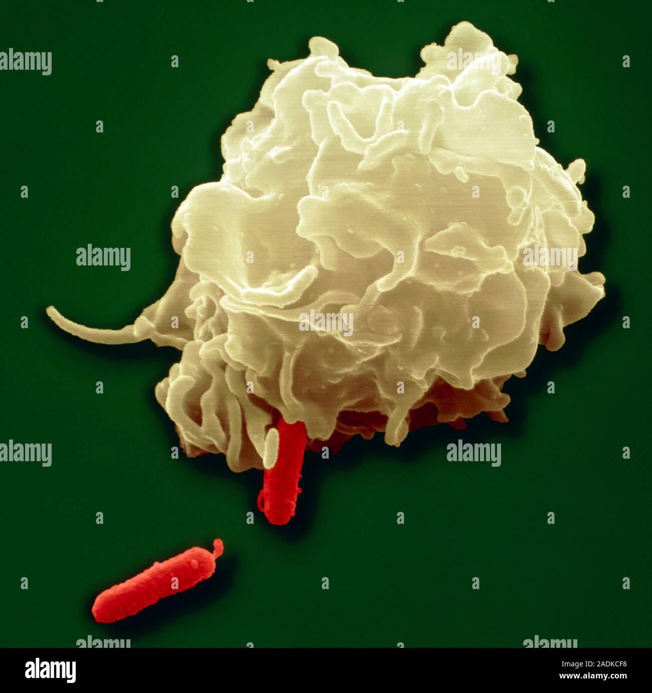 Phagocytosis. Coloured scanning electron micrograph (SEM) of a ...