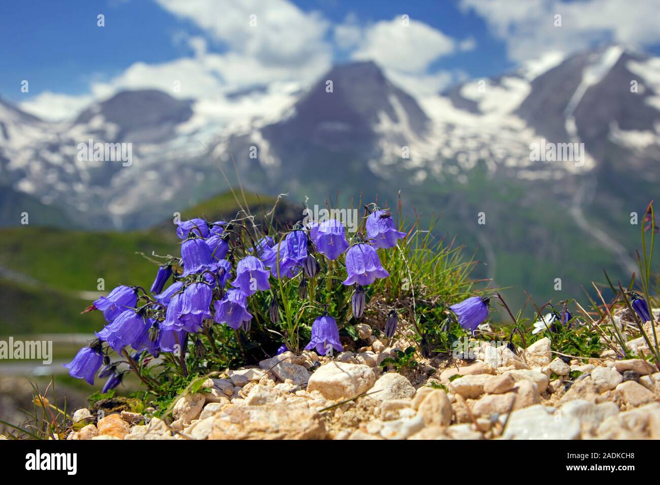 Earleaf bellflower / fairy's-thimble (Campanula cochleariifolia / Campanula cochlearifolia) in flower in the Alps, Hohe Tauern NP, Carinthia, Austria Stock Photo