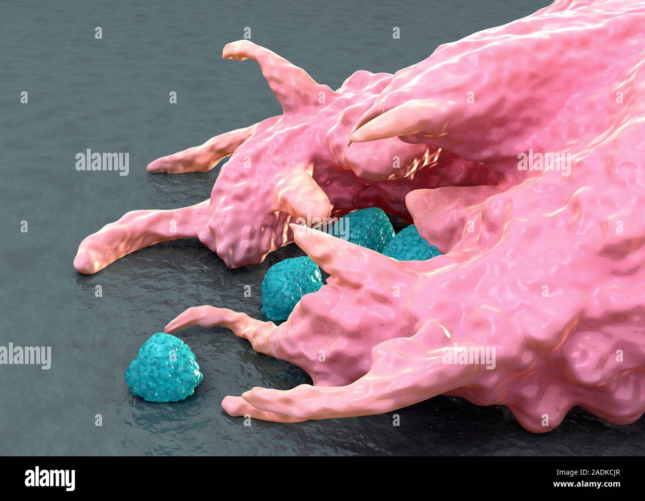 Cell Engulf Macrophage engulfing bacteria. Computer artwork of a macrophage white ...