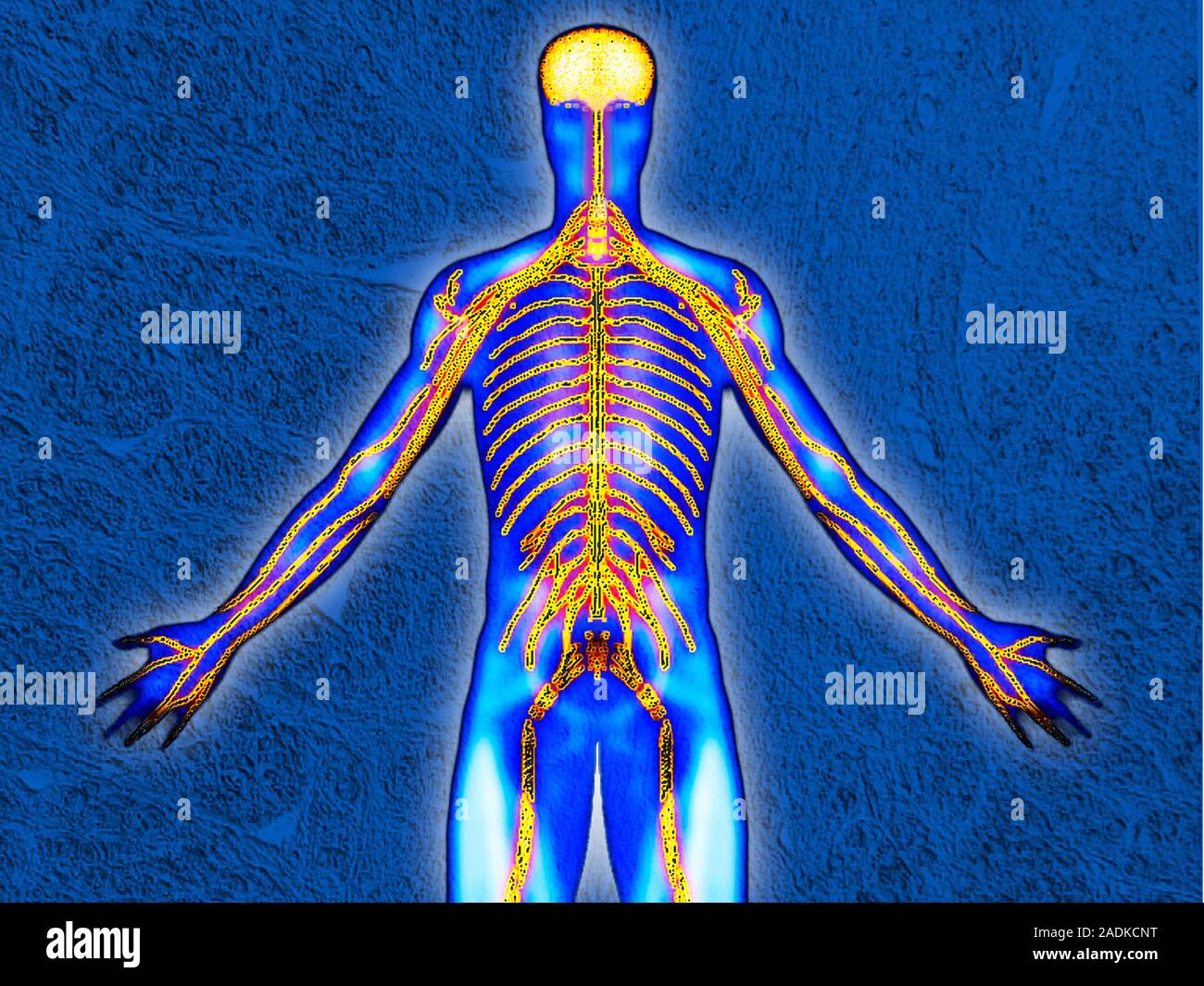 Нервная система человека строение и функции схема. Структура и функции нервной системы человека. Строение нерв системы. Нервная система рисунок. Рисунок строение нервной системы человека.