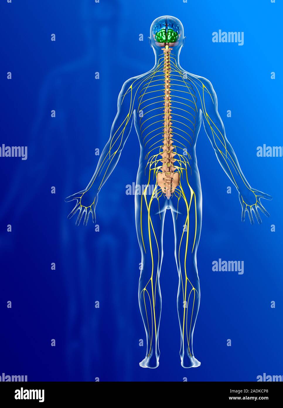 Nervous system. Computer artwork showing a rear view of the principal ...
