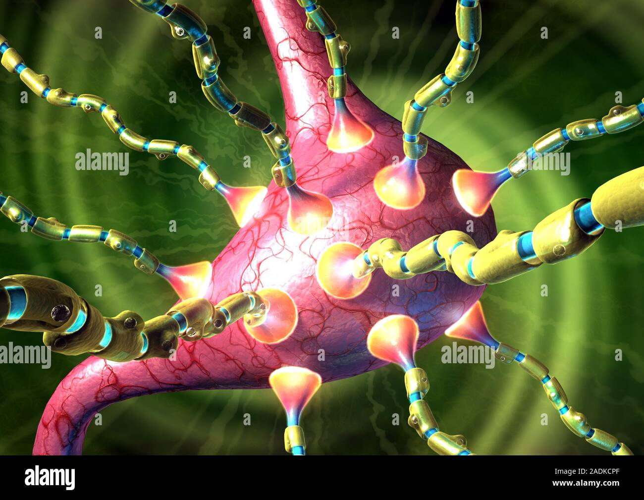 Vomiting. Computer artwork of synapses, or junctions, (cones) between