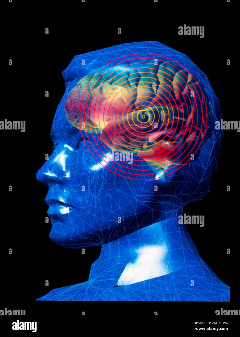 Human brain. Computer graphic of a side view of a male head with mesh ...