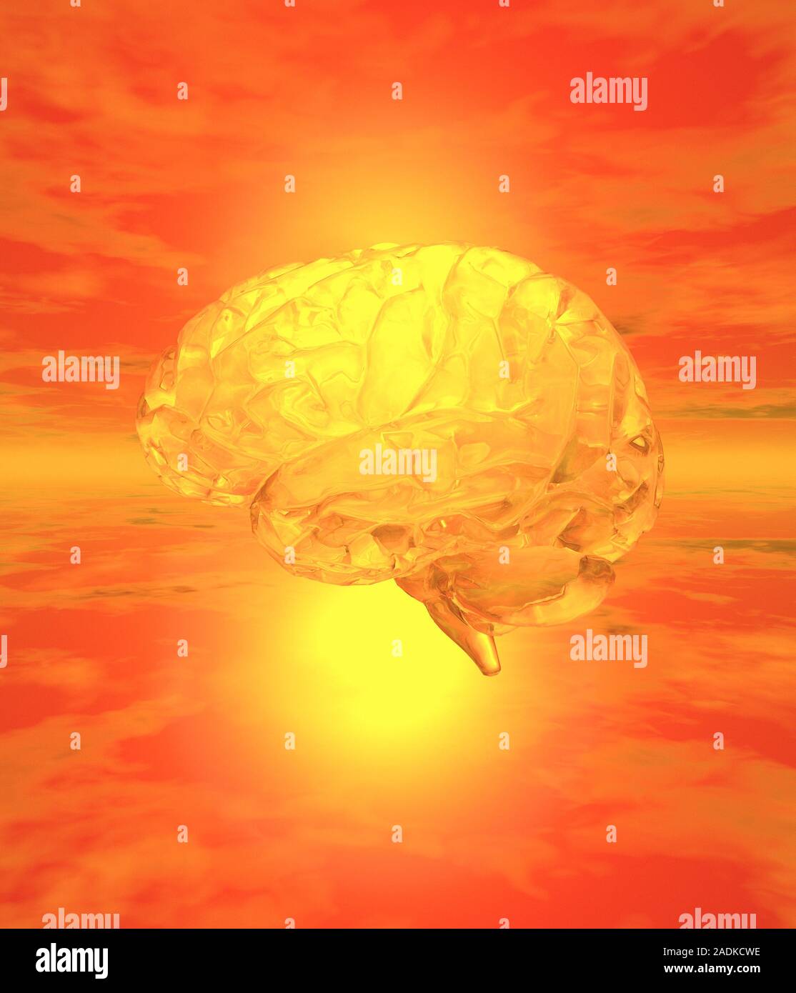 Brain. Computer artwork of a human brain (side view). The front of the ...