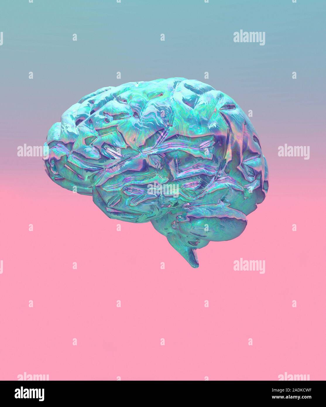 Brain. Computer artwork of a human brain (side view). The front of the ...