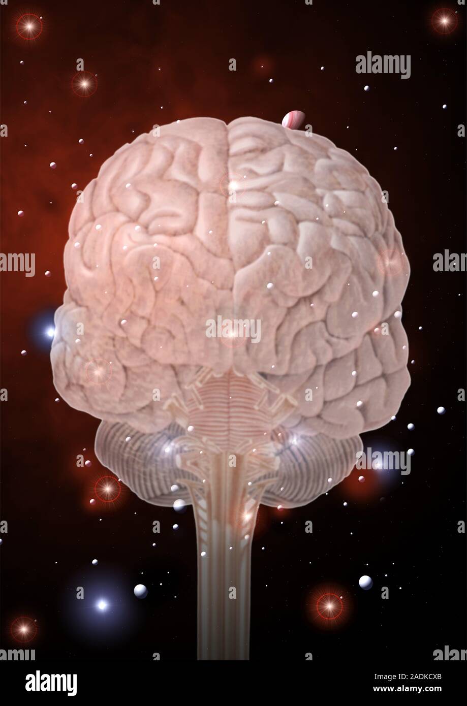 Space brain. Conceptual computer artwork of a human brain against a ...