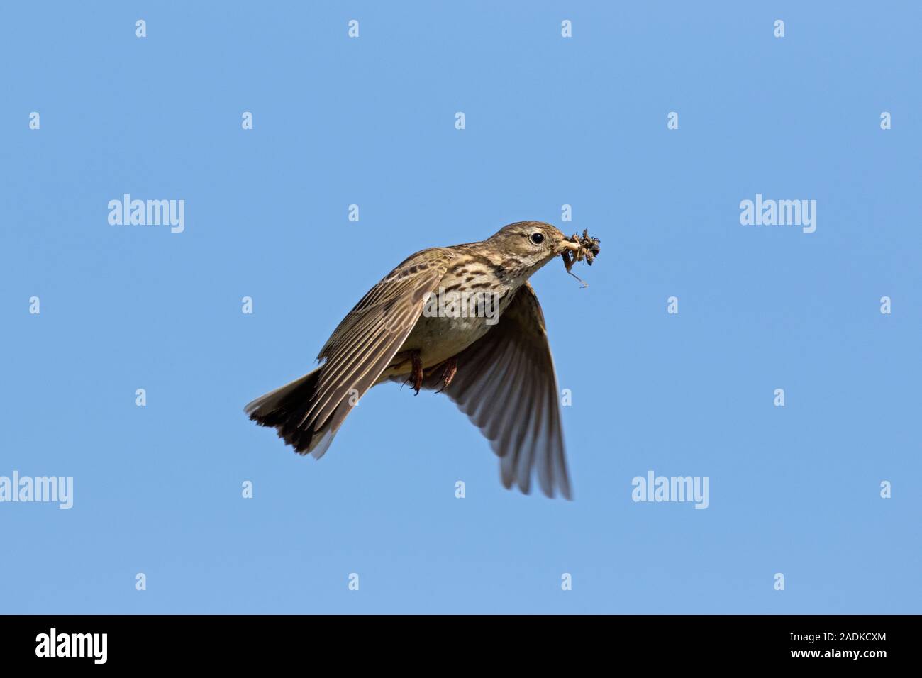 Meadow pipit (Anthus pratensis) with insect prey in beak flying against blue sky Stock Photo