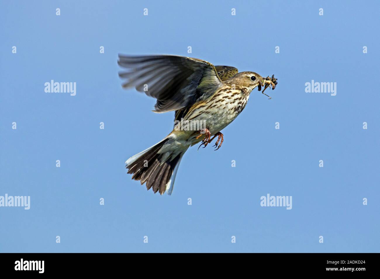 Meadow pipit (Anthus pratensis) with insect prey in beak flying against blue sky Stock Photo