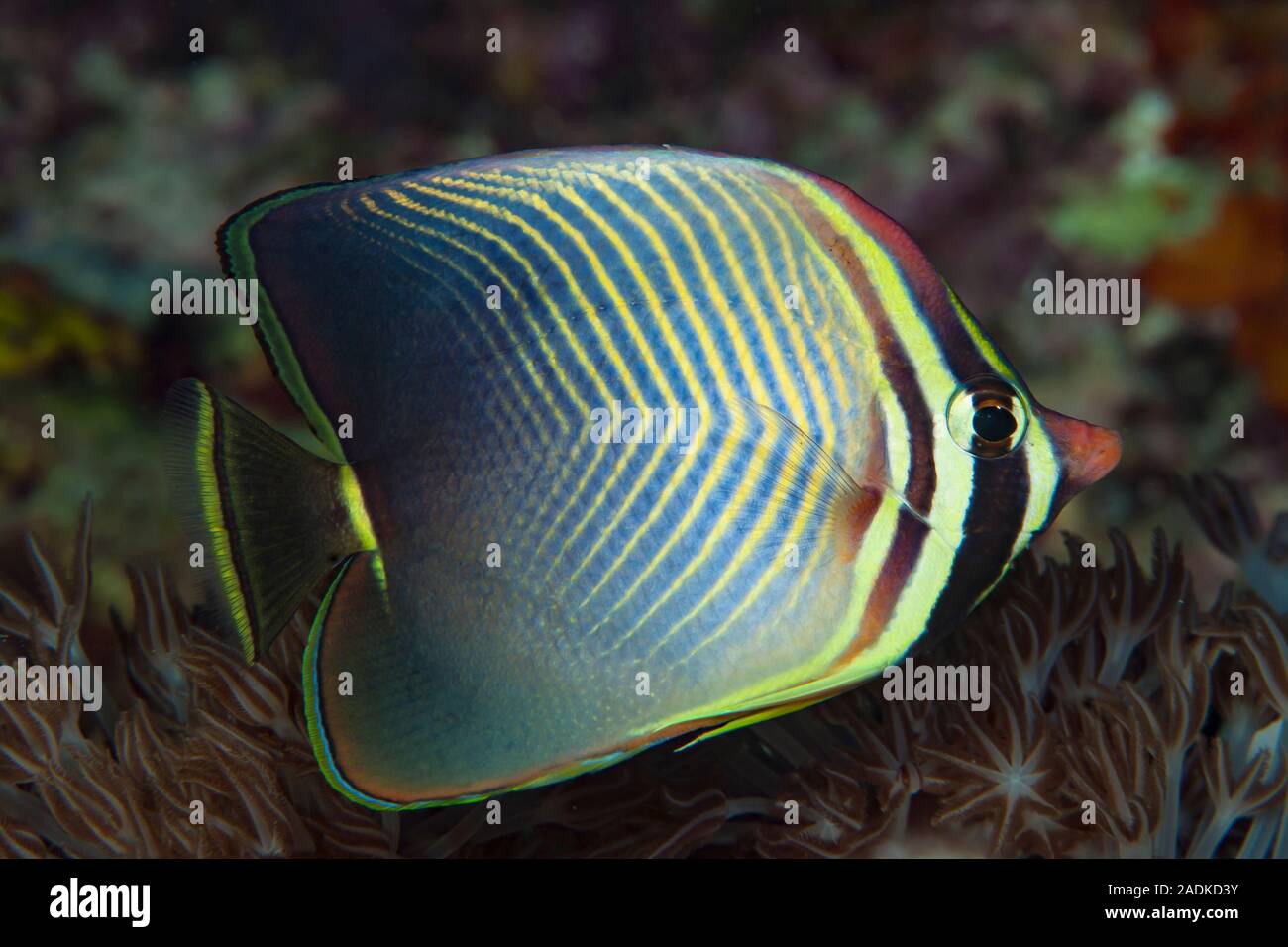 Eastern Triangular Butterflyfish Chaetodon baronessa Stock Photo