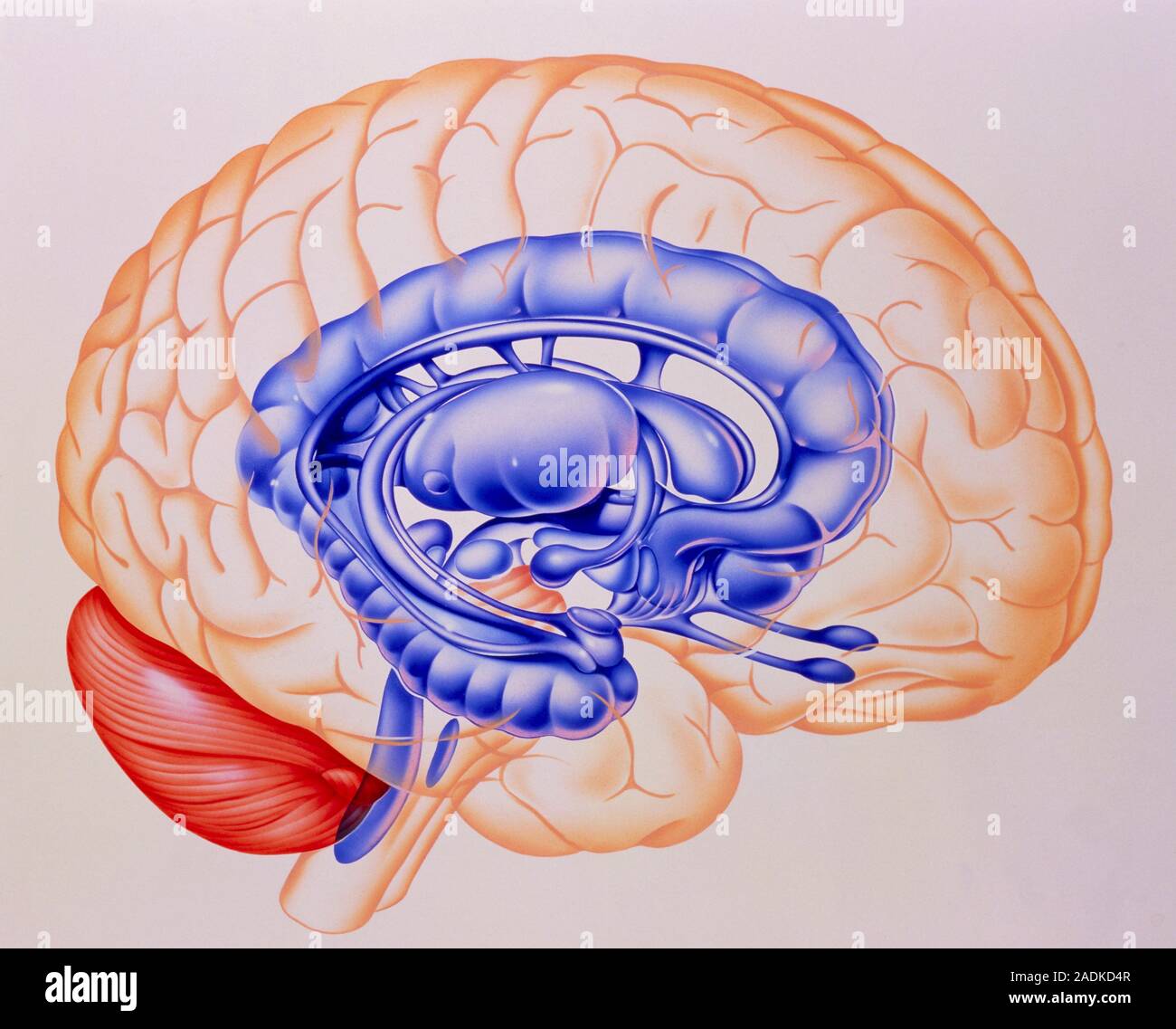 головной мозг отделы их структуры и функции. дисциркуляторная энцефалопатия кровь. заболевания цнс. центральная нервная система головной мозг. отделы головного мозга и их функции.