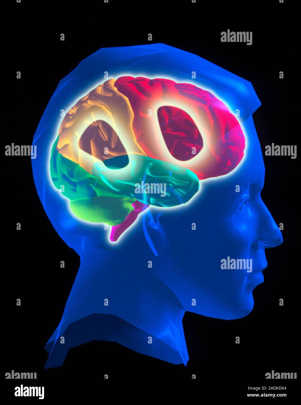 Human brain. Computer artwork of a side view of the human brain ...