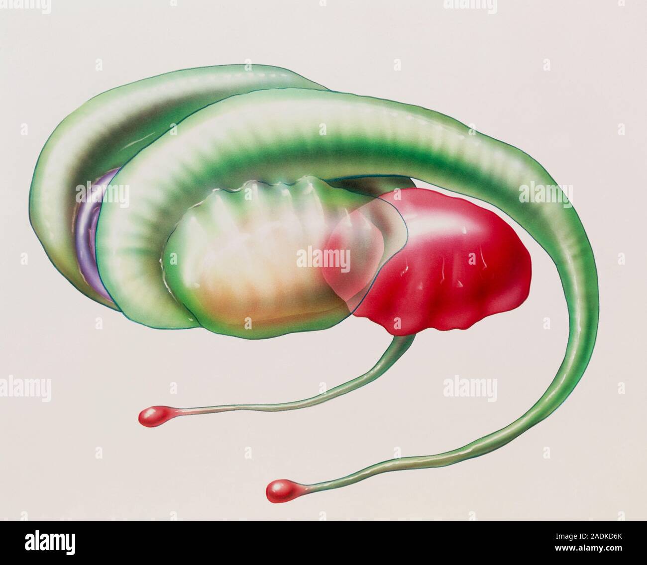 Limbic system. Illustration of the main parts of the limbic system of the brain. At centre is