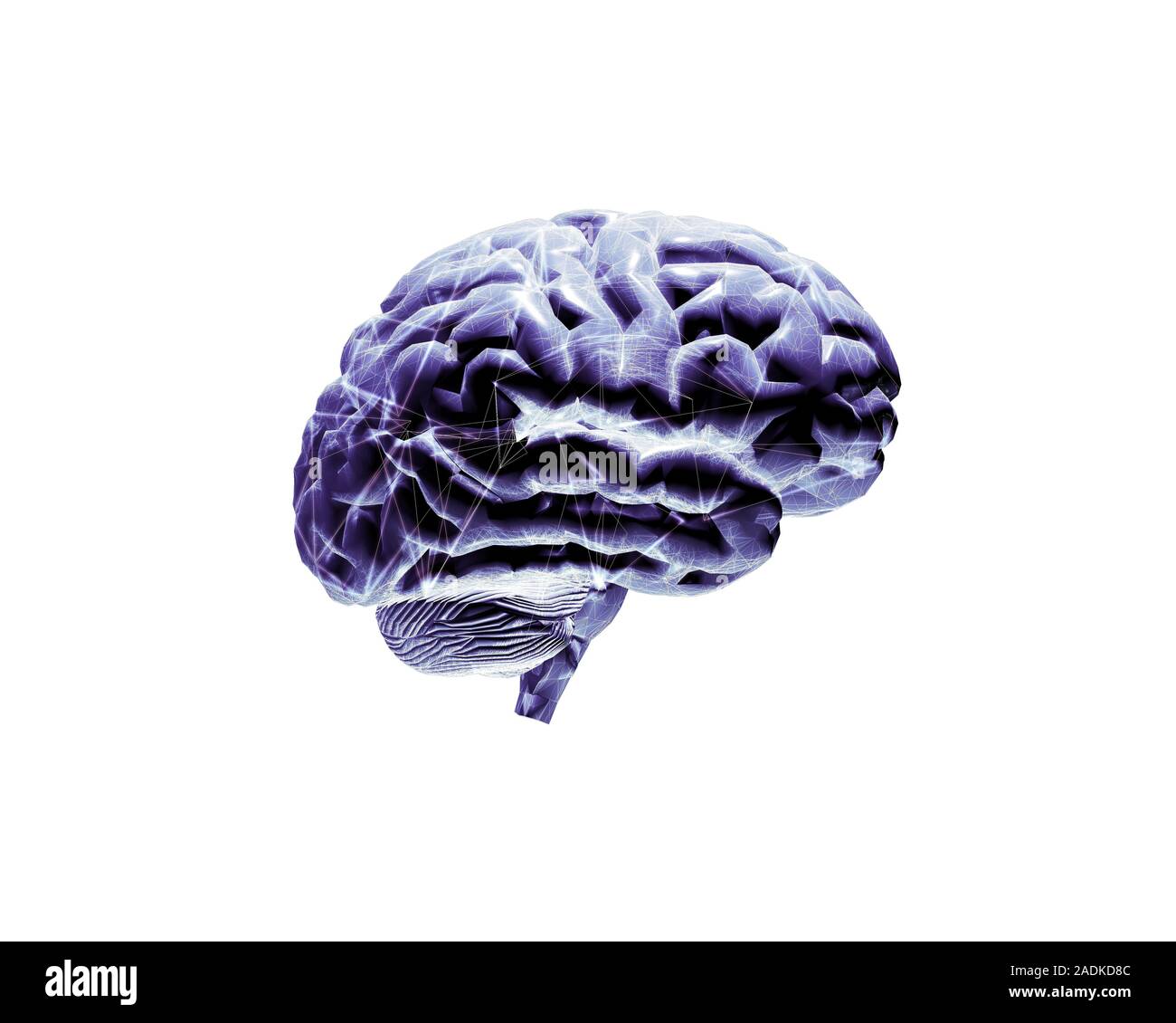 Brain. Abstract computer artwork of a human brain. The front of the ...