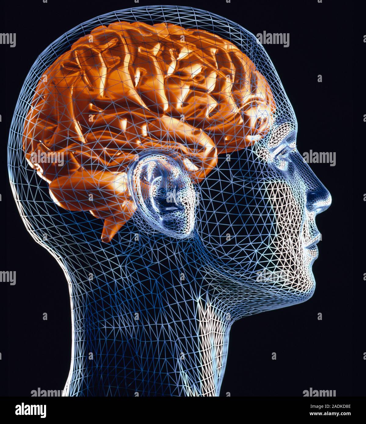 Доппельгерц актив лецитин комплекс капс 30. Мозг электромагнитные волны. Альфа бета гамма тета волны частоты мозга. Герц для мозга. №30.