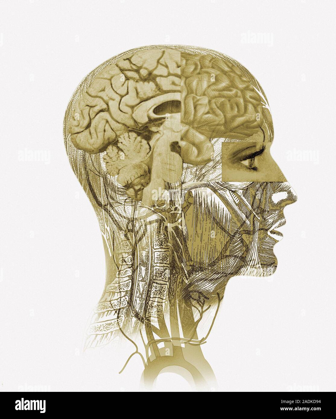 Brain anatomy. Artwork combining profiles of brain and head anatomy