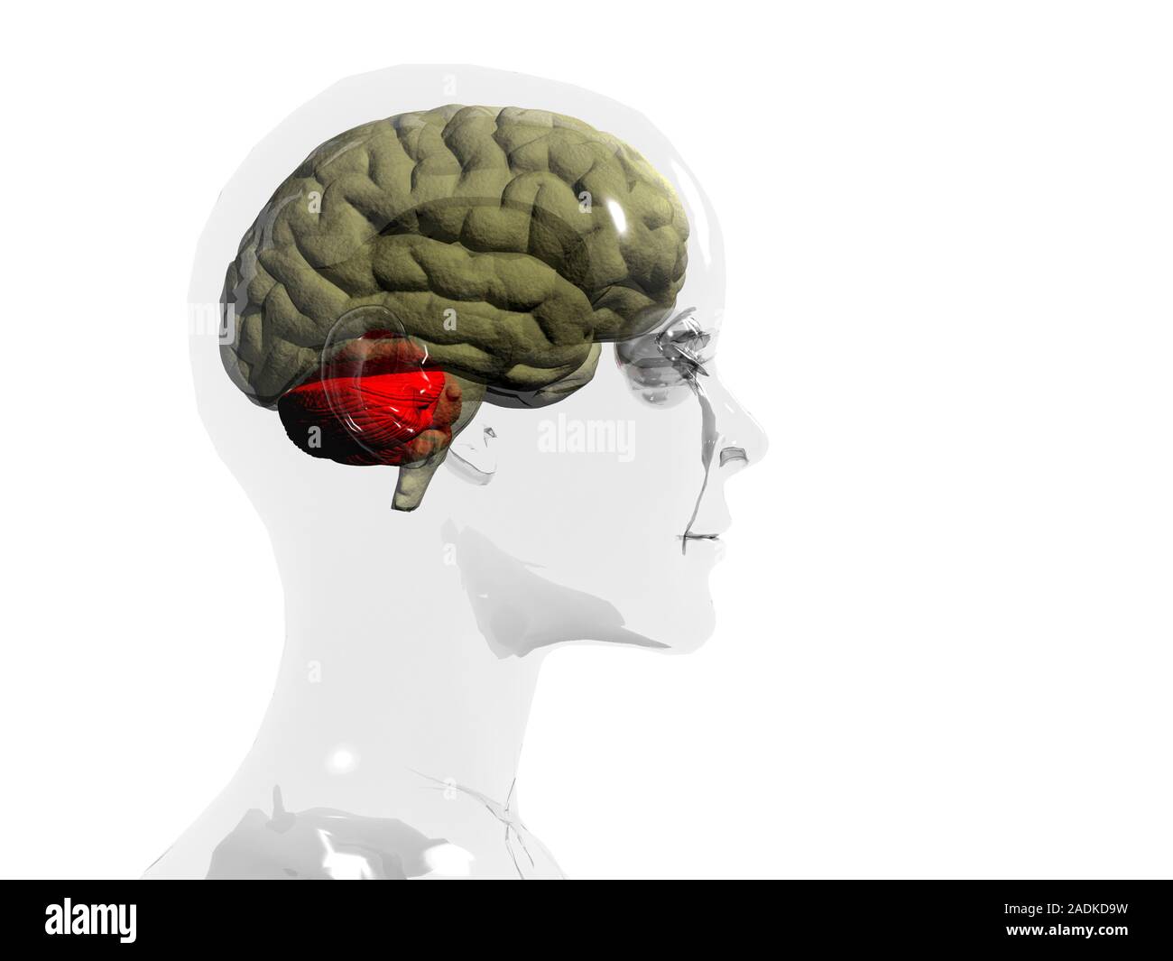 Brain, cerebellum. Computer artwork of a human brain in profile within a glass-effect female head, showing the location of the cerebellum (red). The c Stock Photo