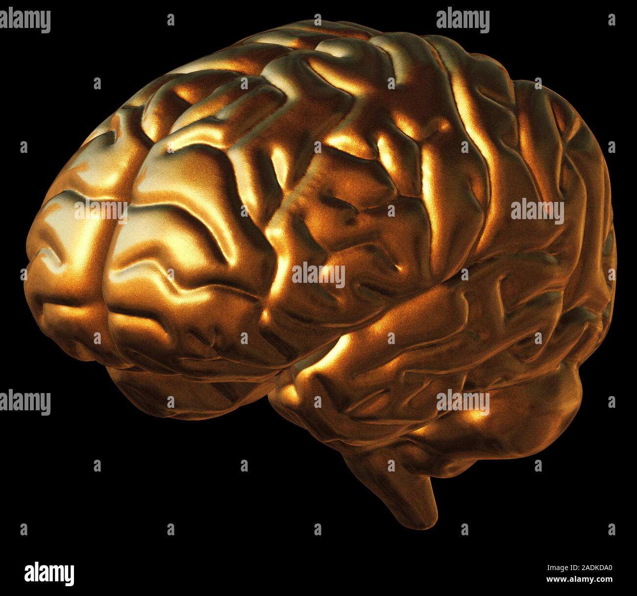 Brain. Computer artwork of a human brain with the front of the brain at ...