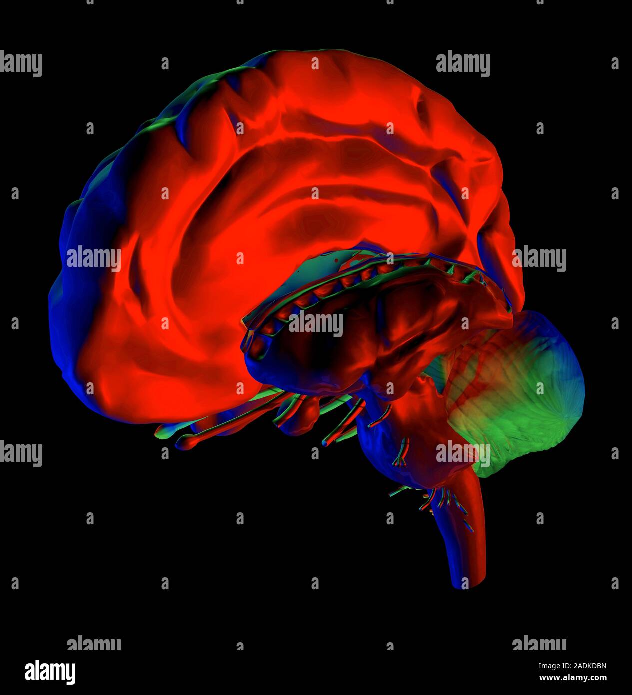 Brain anatomy. Computer artwork of a human brain seen form the side ...