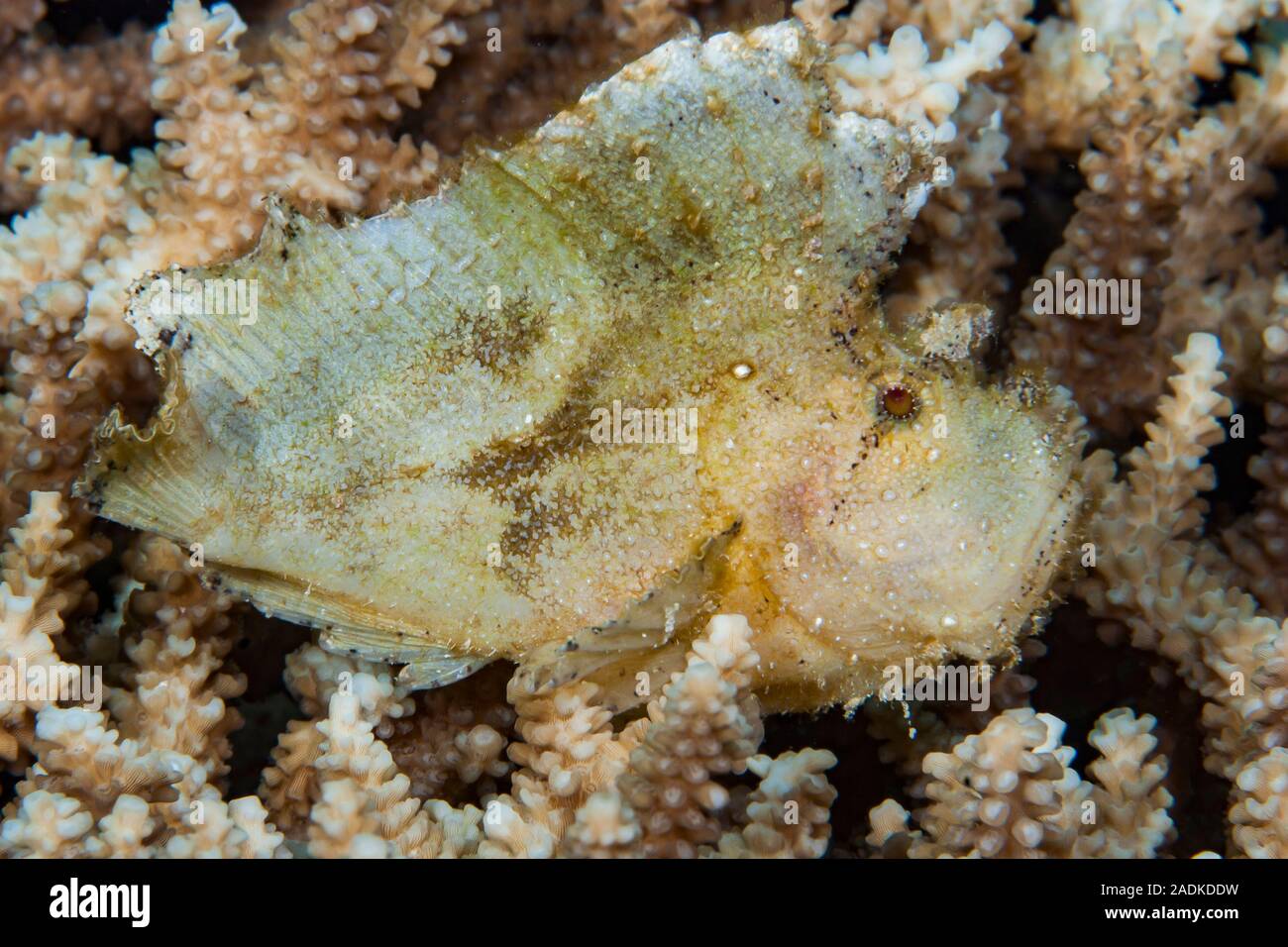 Almost every Scorpionfish use the mimicry as main hunting tool, waiting for the prey. Stock Photo