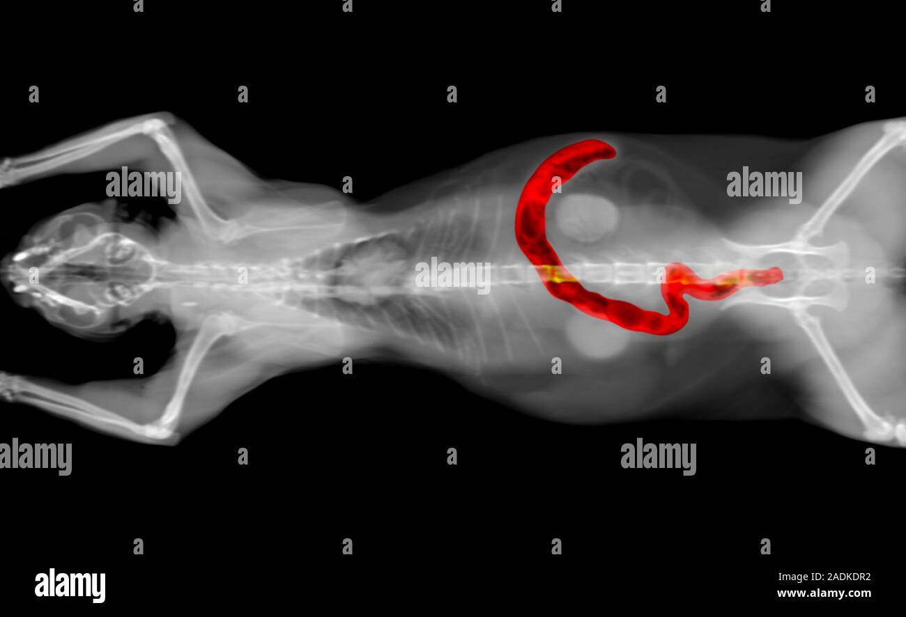 black and white CT scan of a cat pet on a black background. Oncology veterinary diagnostic x-ray test. Large intestine highlighted in red. Stock Photo