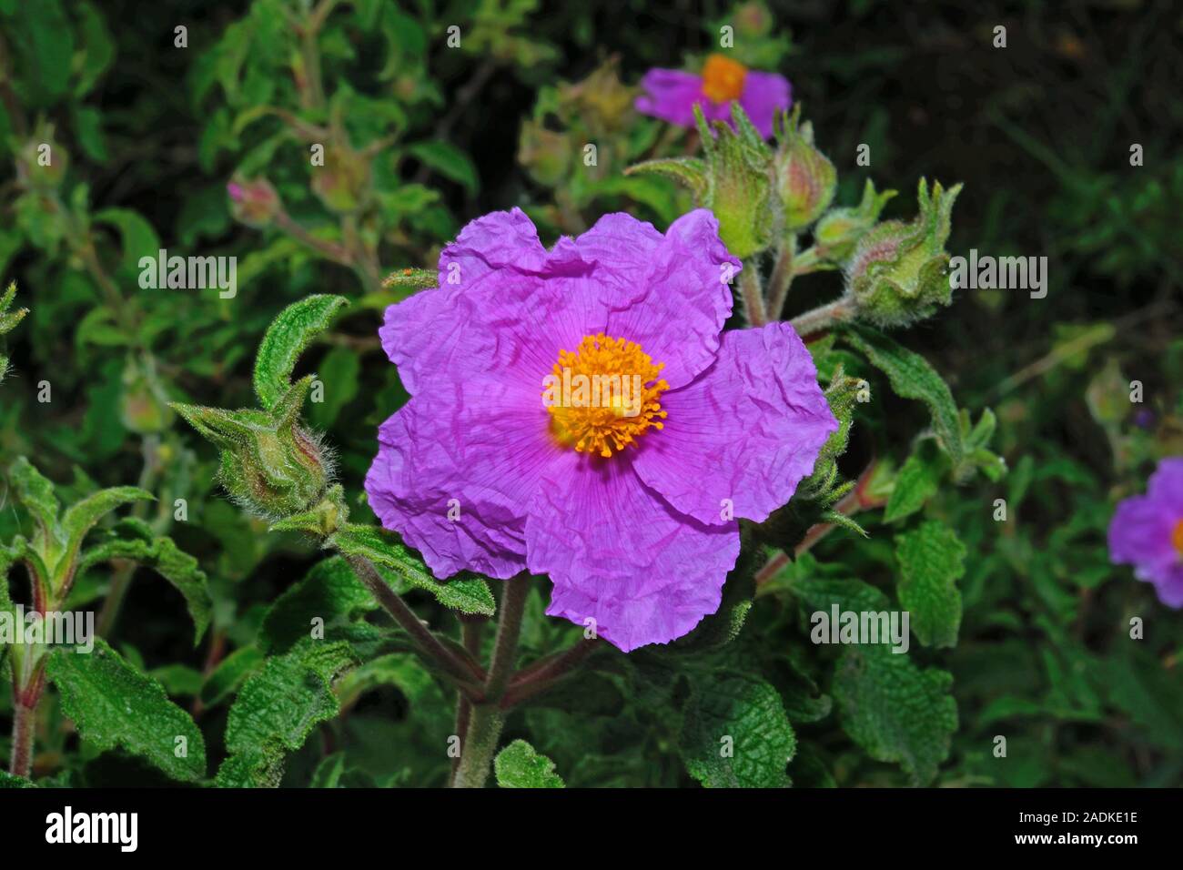 Cistus creticus (pink rock-rose) is widespread in open woodland, maquis and phrygana in the central and eastern Mediterranean. Stock Photo