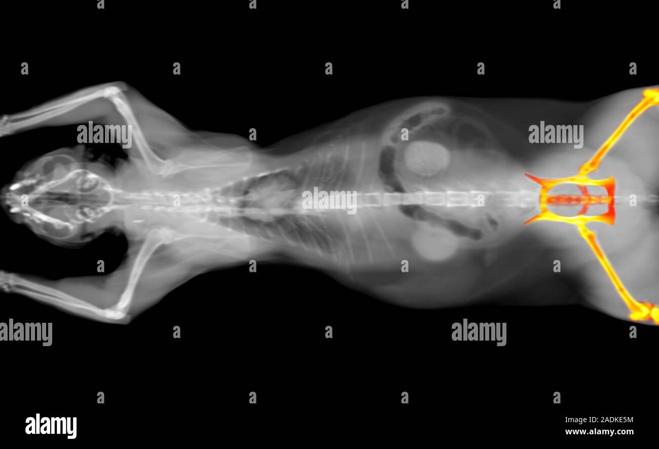 black and white CT scan of a cat on a black background. Orthopedic ...