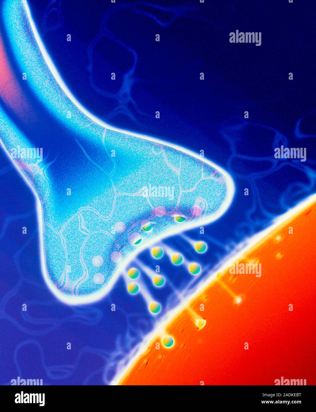 Nerve synapse. Computer artwork of a nerve synapse. The synapse is a ...