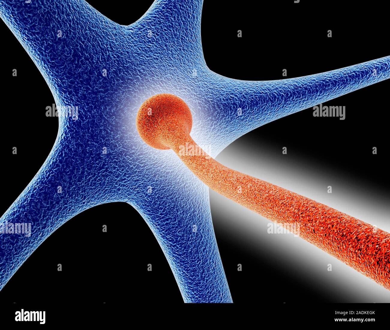 Nerve cell synapse formation. Computer artwork of the formation of a ...
