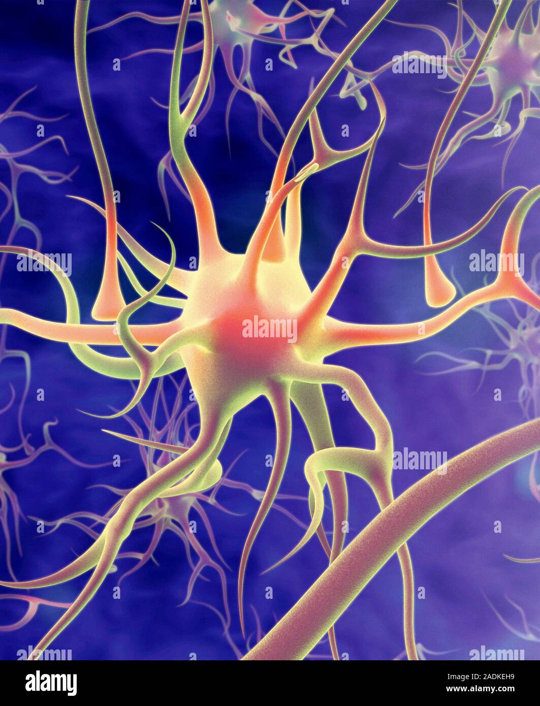 Nerve cell. Computer artwork of a nerve cell or neuron in a network of ...