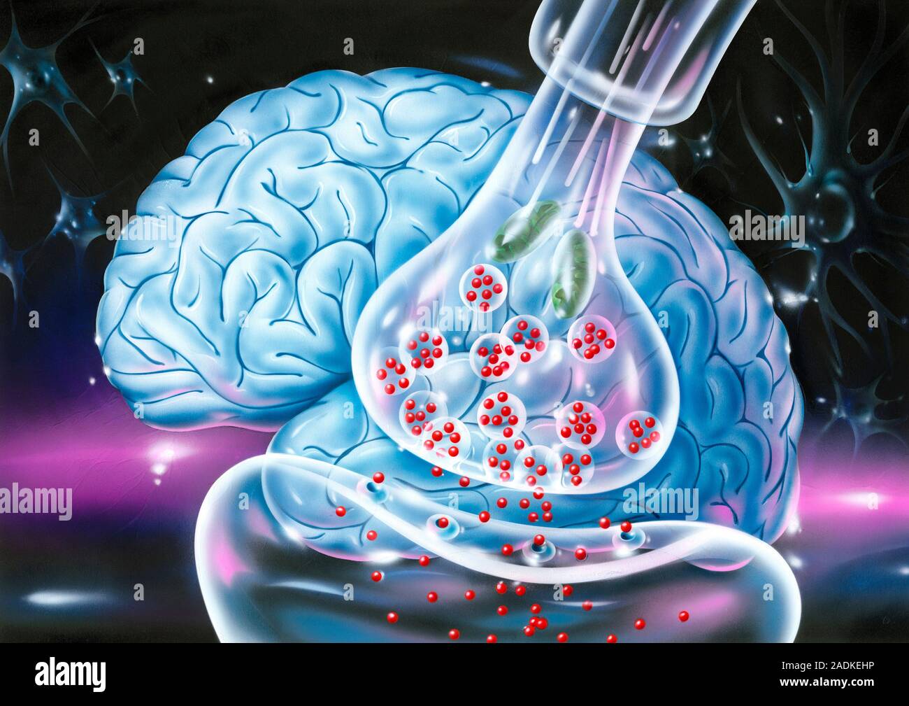 Nerve synapse and brain. Artwork of the junction between two nerve ...