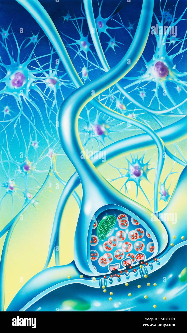 Nerve synapse. Artwork of a nerve impulse being passed across the ...