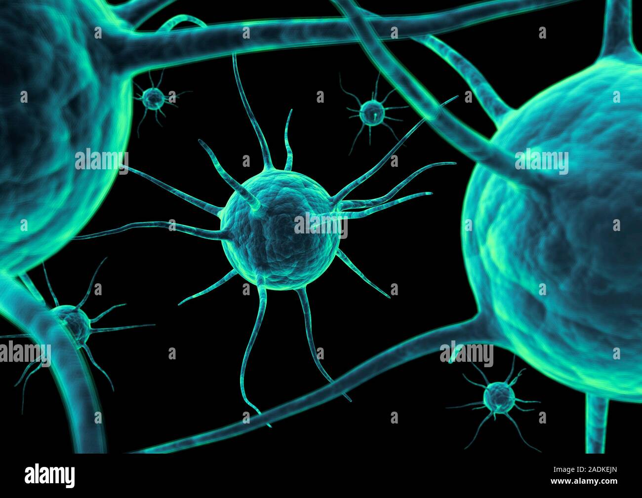 Nerve cells. Computer artwork of nerve cells or neurons. Neurons are ...