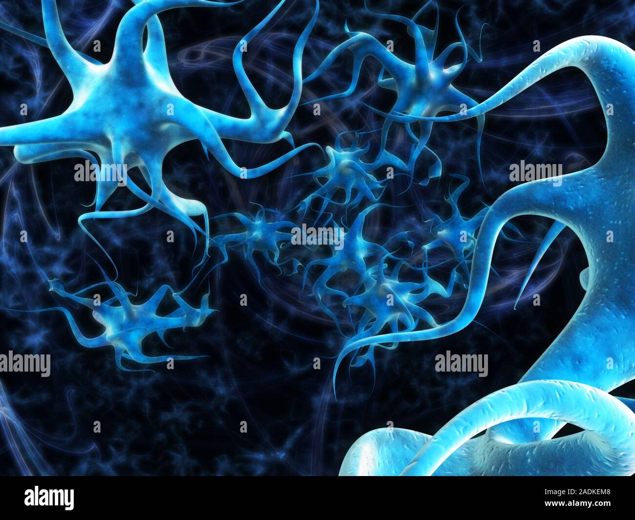 Nerve cells. Computer artwork of nerve cells or neurons. Neurons are ...