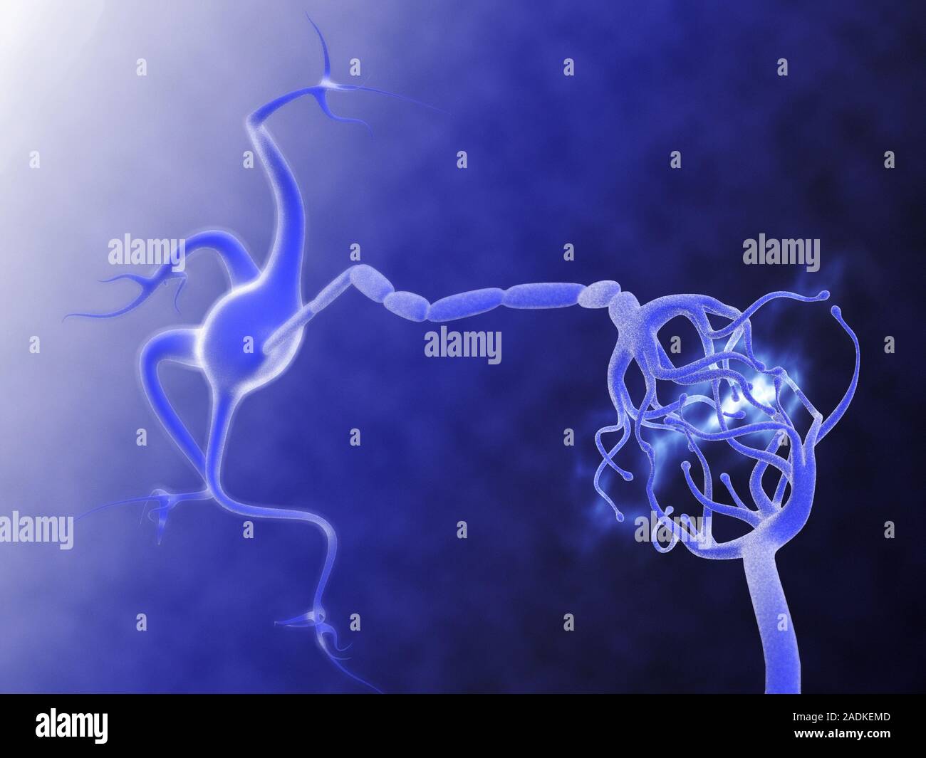 Nerve synapse. Conceptual computer artwork of a synapse between two ...