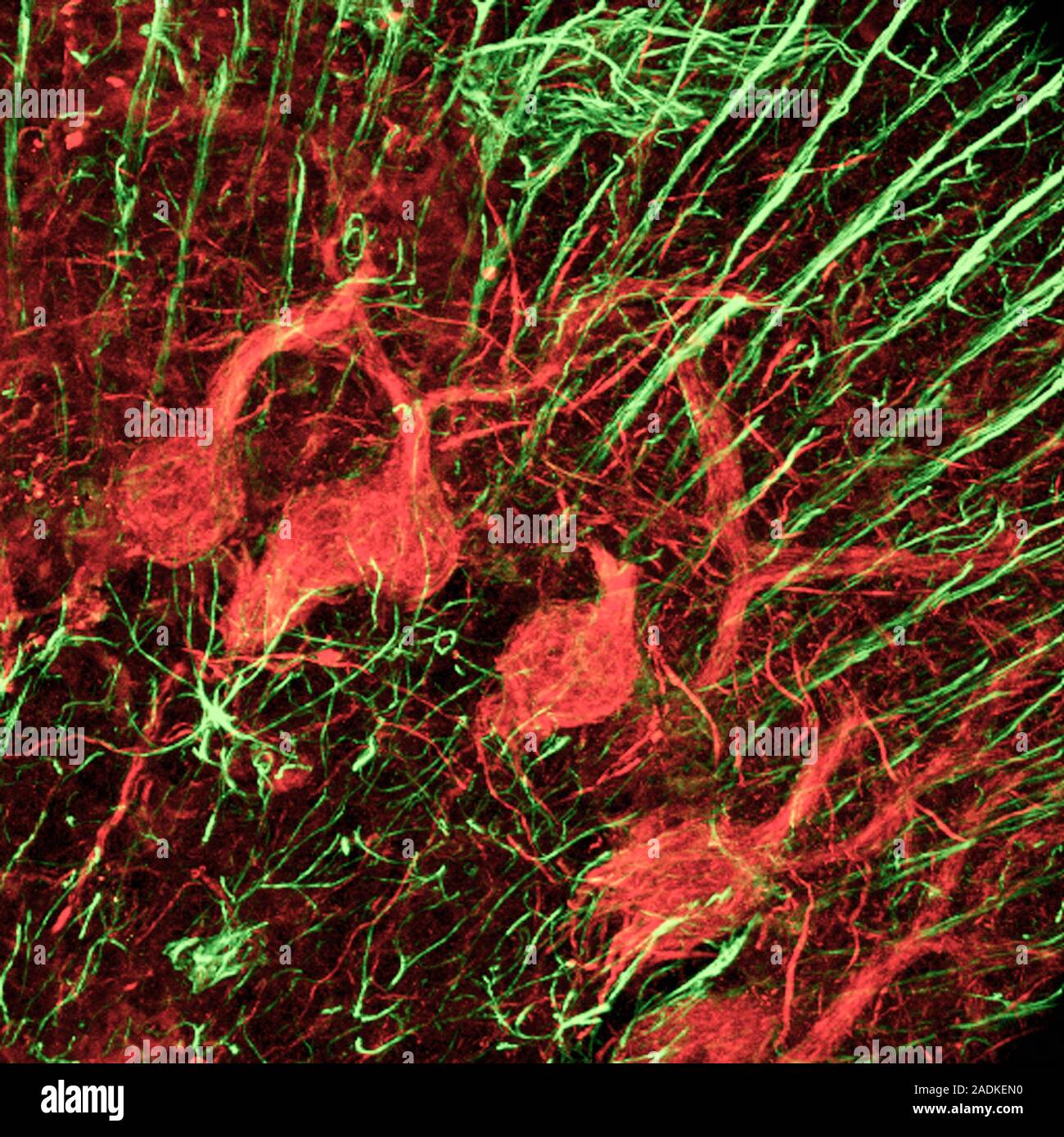 Cerebellum tissue. Confocal light micrograph of a section through the ...