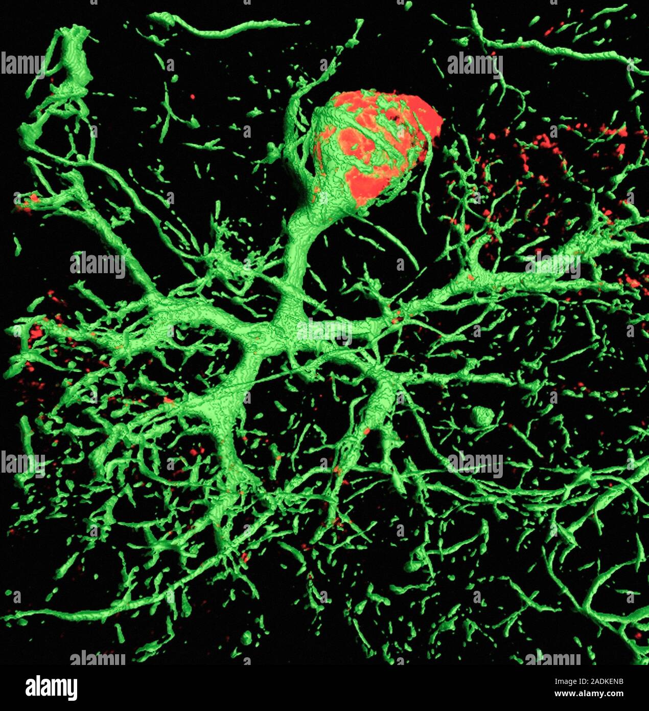 Purkinje nerve cell. Three-dimensional confocal light micrograph of Âa ...