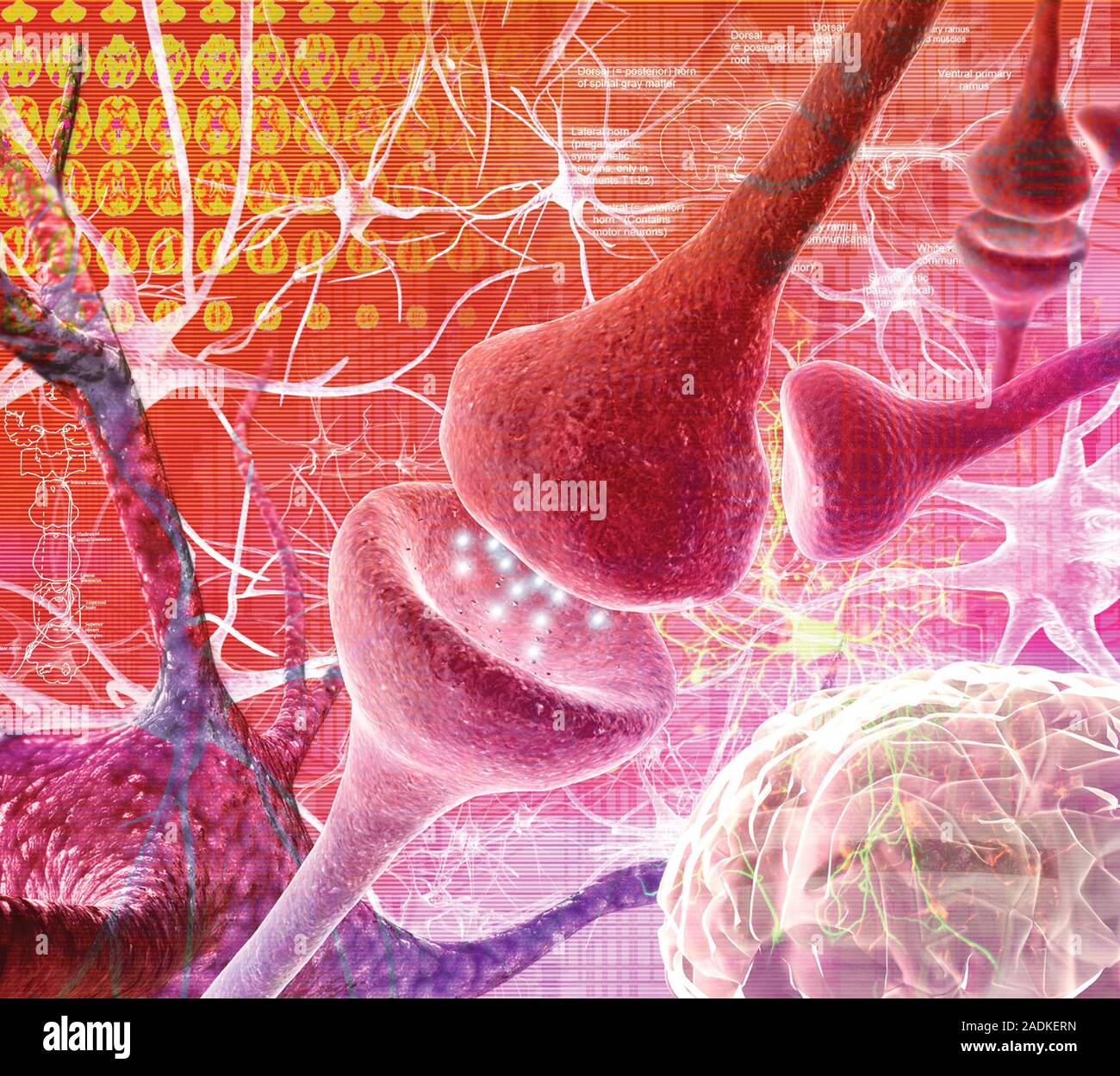 Nerve synapse. Composite computer artwork of a junction, or synapse ...