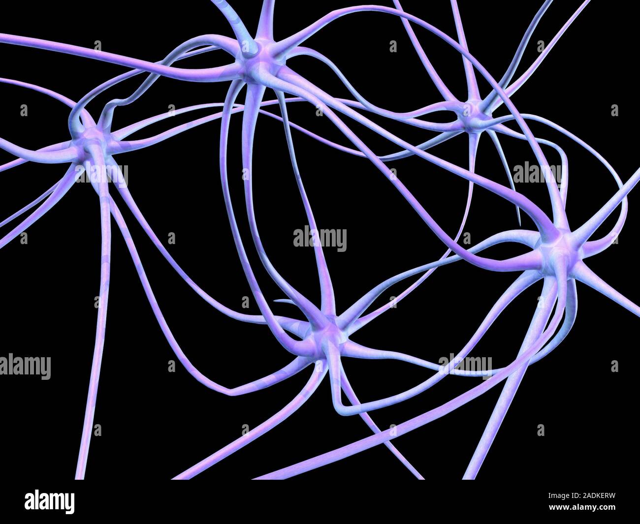 Nerve cells. Computer artwork of nerve cells, or neurons. Neurons are ...