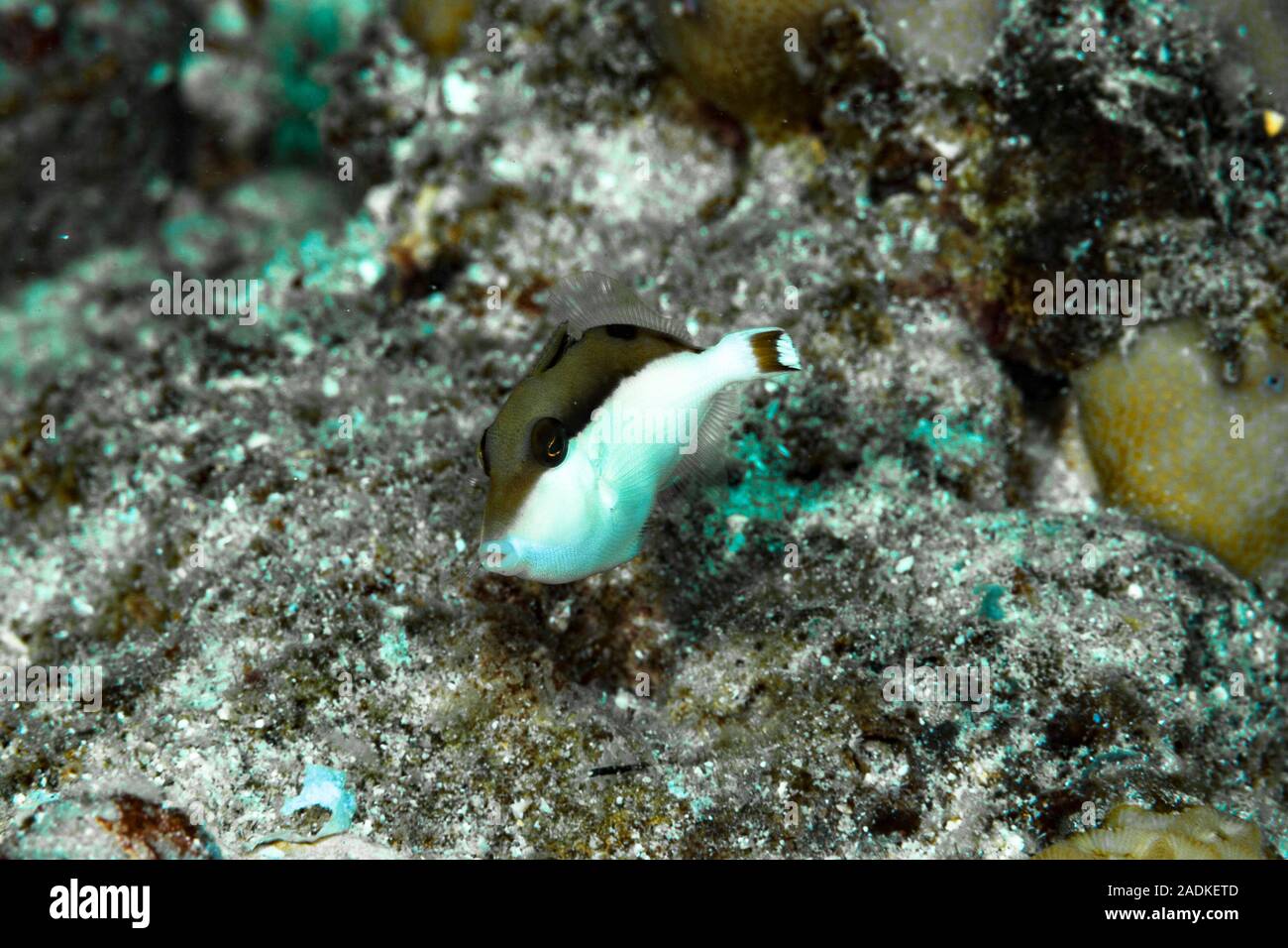 Flagtail Triggerfish Sufflamen chrysopterus Stock Photo