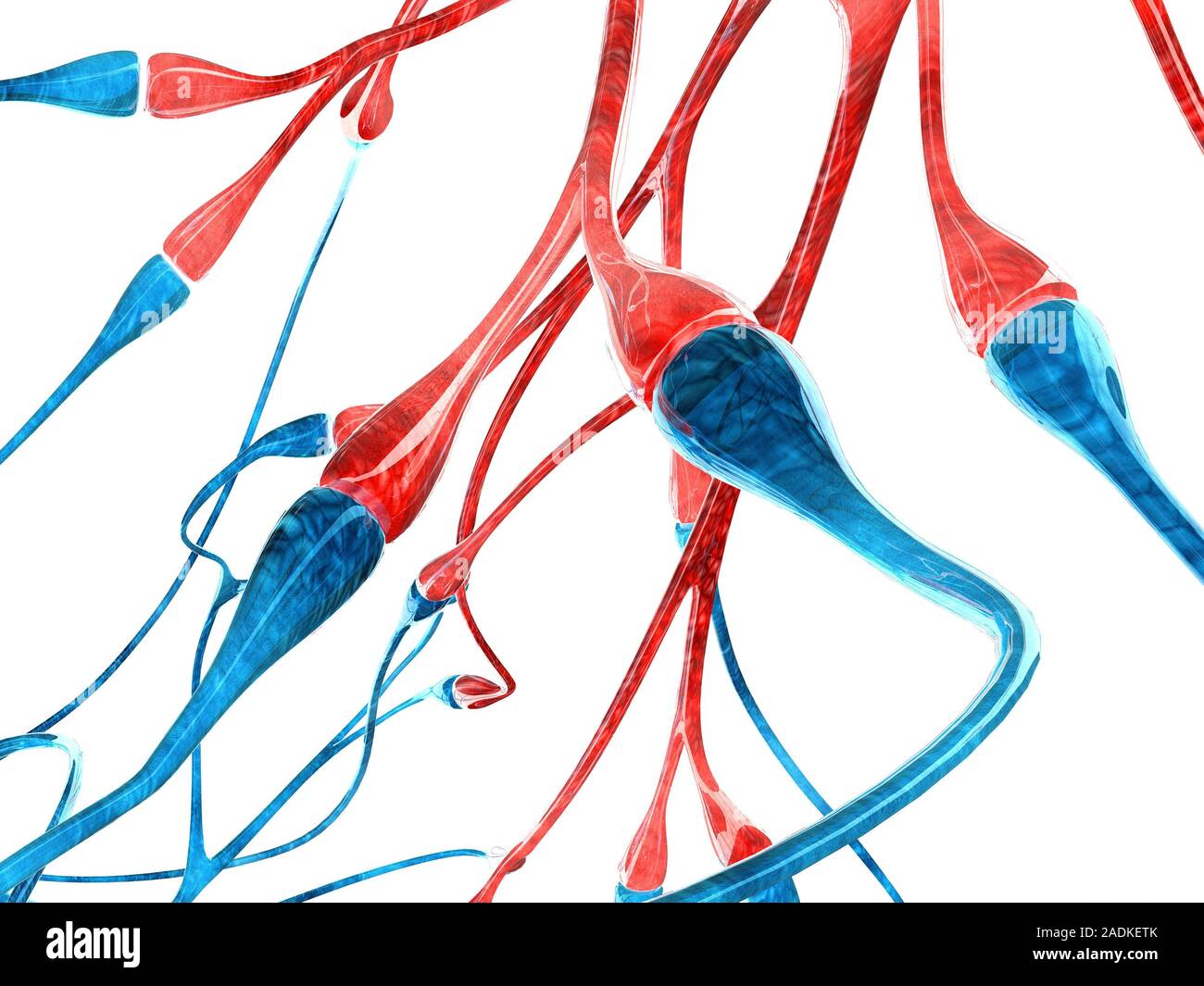 Nerve cell synapses. Computer artwork of the chemical synapses between ...