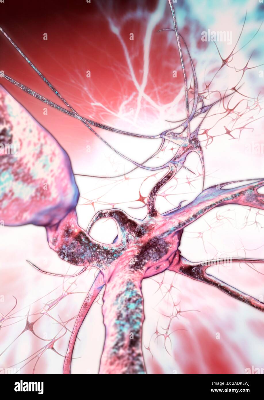 Nerve cells, computer artwork. Nerve cells, or neurons, relay ...